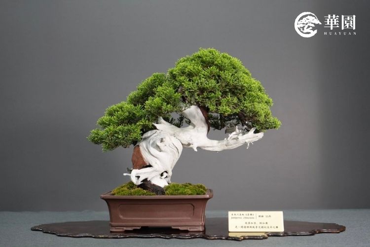 歲月煉金：系魚川真柏《雲舞》——日式職人精神的生命之舞