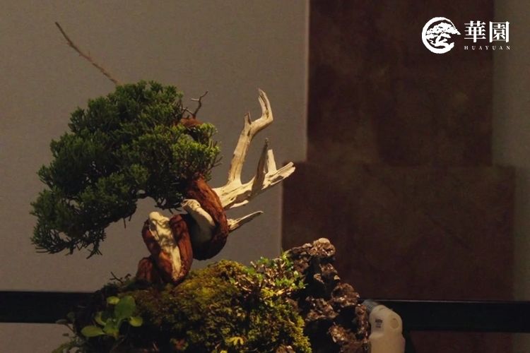 精緻的古松老樁盆栽陳列於 ETNA Taipei 頂級空間中，展現無與倫比的歲月質感與生命張力。
