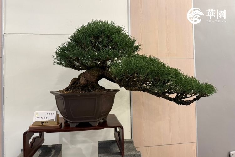 從空間擺設到生命教育：專訪大龍峒陳悅記傳人，看見傳統盆栽裡的東方文人美學