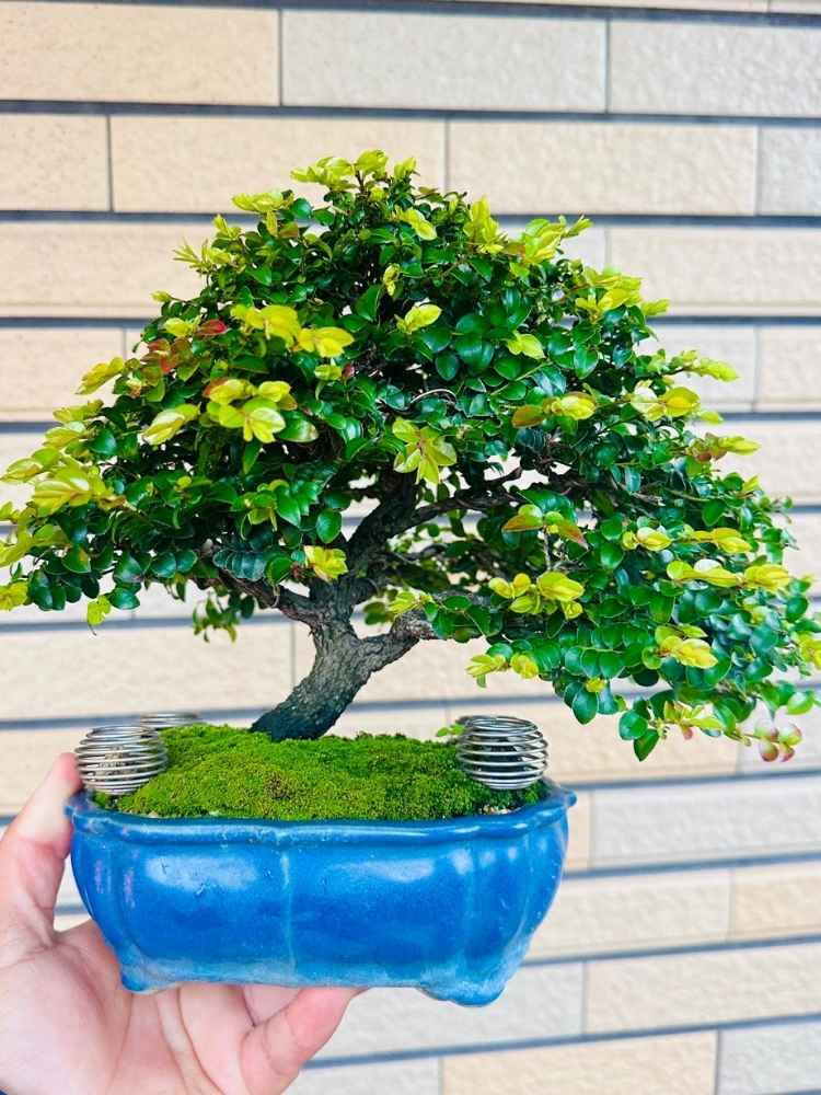 華園樹友項先生分享家中培育的紫檀小品盆栽。畫面展示紫檀繁茂的翠綠新芽與細膩的葉緣紅暈，搭配藍釉盆與翠綠青苔，完美展現盆栽美學融入居家慢活的日常。