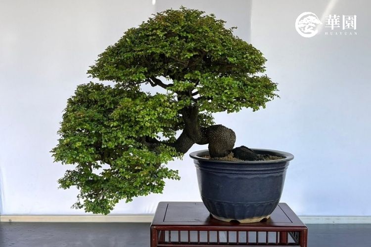 【華園樹友分享】慢，是一種力量，篤定：在城市陽台遇見紫檀的「含蓄華麗」