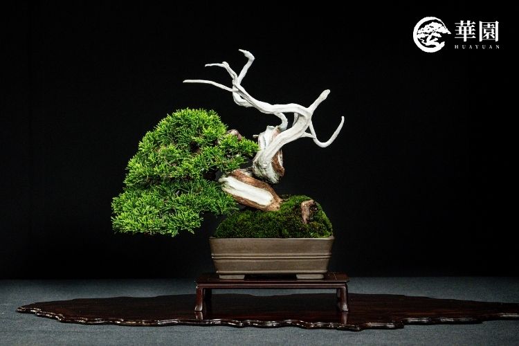 新手入門盆栽指南：從日照到養護，輕鬆打造你的日式盆栽花園