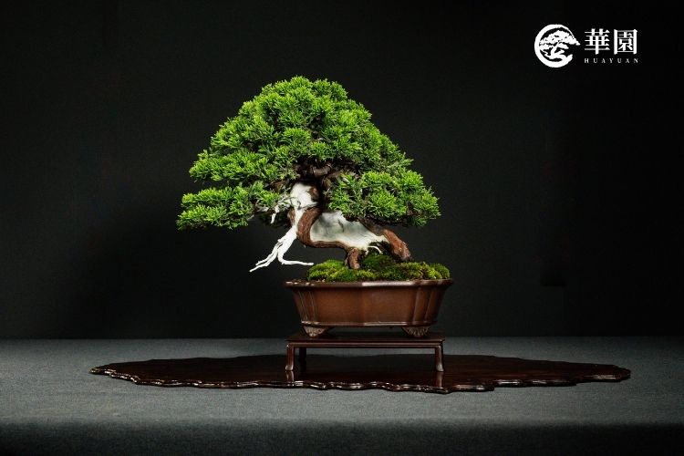 真柏盆栽怎麼養？華園帶你瞭解照顧維護的訣竅