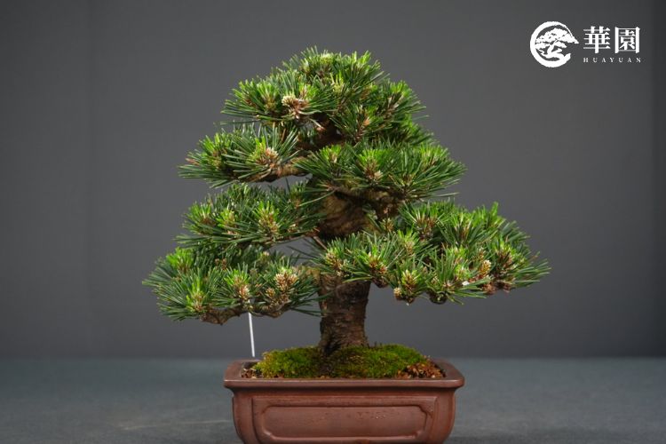 華園小品黑松盆栽作品，透過精準的夏季切芽與短葉作業，成功讓松針長度縮短且分布綿密，完美呈現出微縮自然景觀的精緻美感，適合居家擺設收藏。