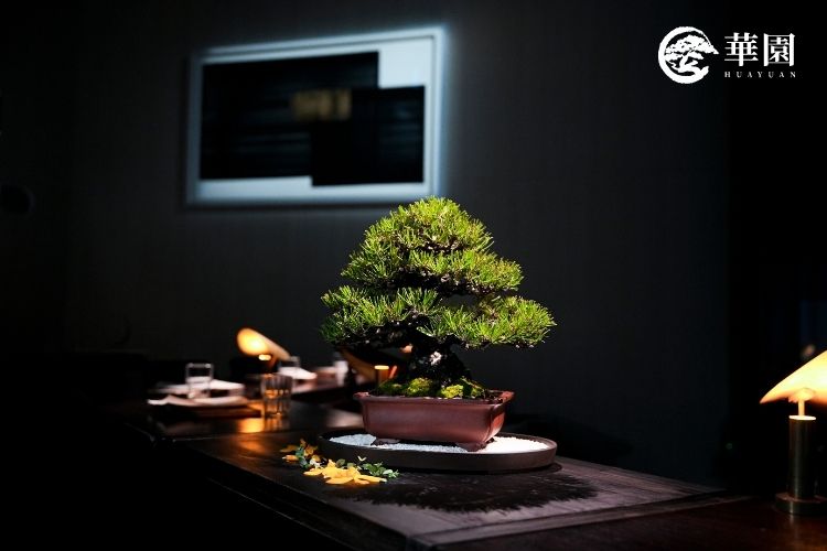 放置於 Suki Salon 吧台的日本黑松盆栽。蒼勁的線條在微醺的琥珀色燈光下,展現出靜謐且深沉的時間感。