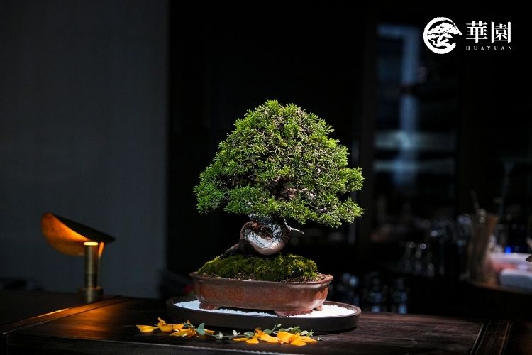 華園盆栽於 Suki Salon 配置的系魚川真柏。其柔美的枝條與流暢的線條,為厚重的暗色調空間增添了植物的靈動氣息。