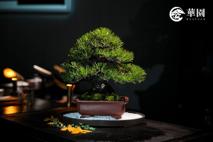 華園盆栽黑松登陸2026 Tatler最佳酒吧！Suki Salon頂級空間的靜謐美學，揭密盆栽租賃如何賦予品牌靈魂