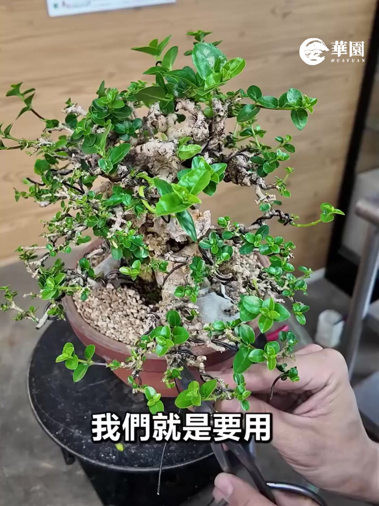 華園盆栽:山採壽娘子養成策略 華園盆栽主理人陳志華精選之未來之星山採壽娘子素材,展現職人將時間養進樹裡的養成哲學。