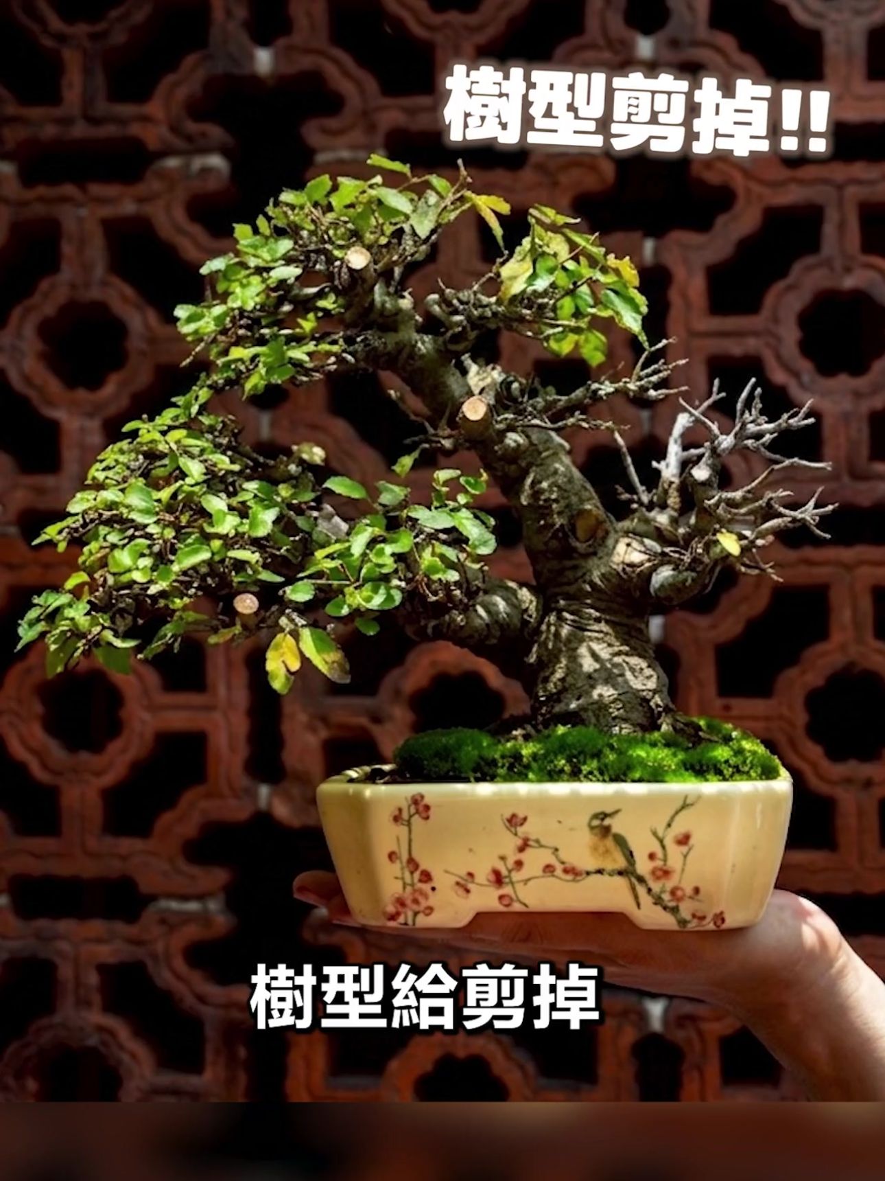盆栽修剪錯誤示範：太敢剪導致樹型被破壞，將未來具備發展潛力的細枝一併剪除，導致盆栽大幅掉價。