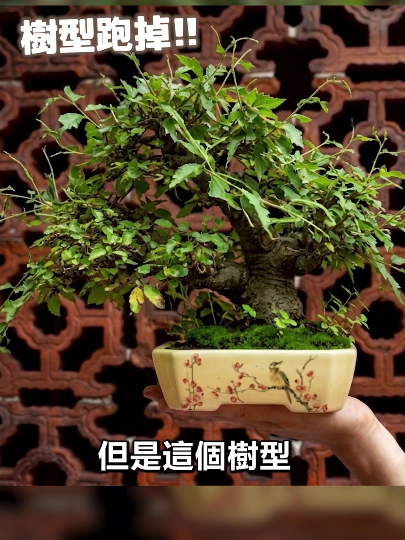 盆栽修剪錯誤示範：不敢剪導致枝條嚴重徒長，原本優美的樹形跑掉，使得盆栽失去藝術價值。