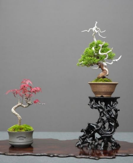 安心託售交易 盆栽選購指南,輕鬆選購適合且熱愛的盆栽