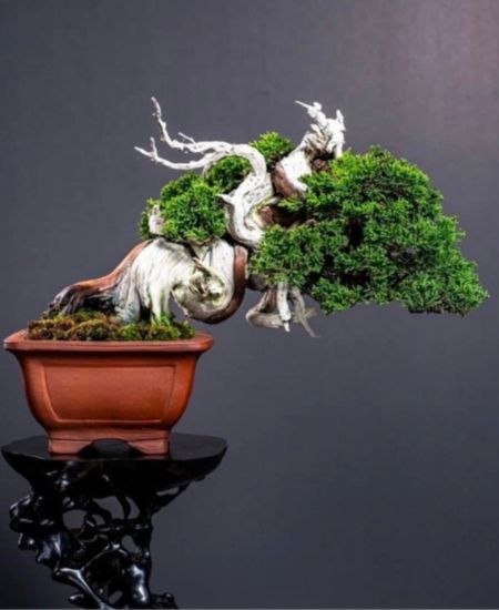 盆栽整枝改作、季節性養護:專業職人陪伴您養好盆栽 盆栽整枝改作、季節性養護:專業職人陪伴您養好盆栽