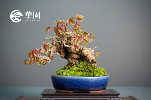 彩葉風情系列 彩葉風情系列