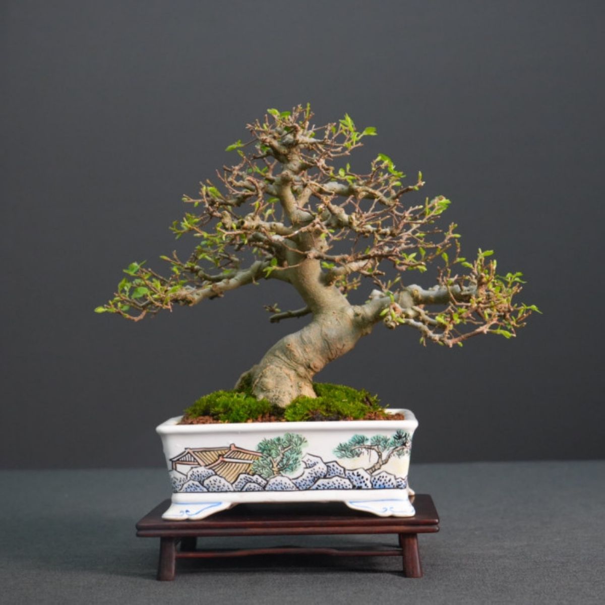 竹葉石 水石 鑑賞石 盆栽石 盆栽 bamboo-leaf-celtis-bonsai-