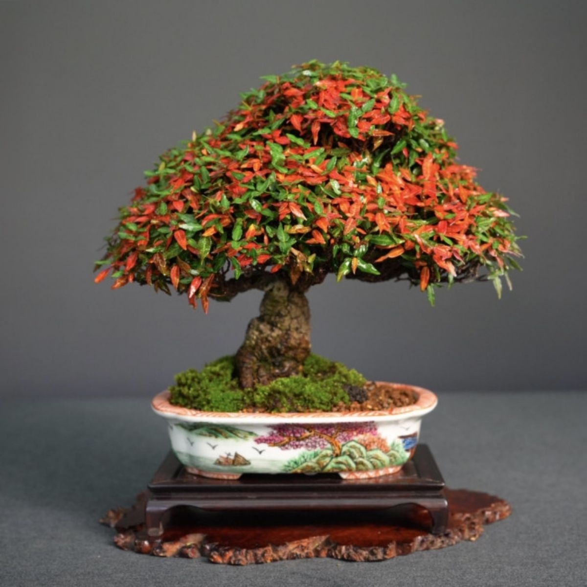 縮緬葛（小品盆栽） chirimen-kazura-bonsai-A20.jpg