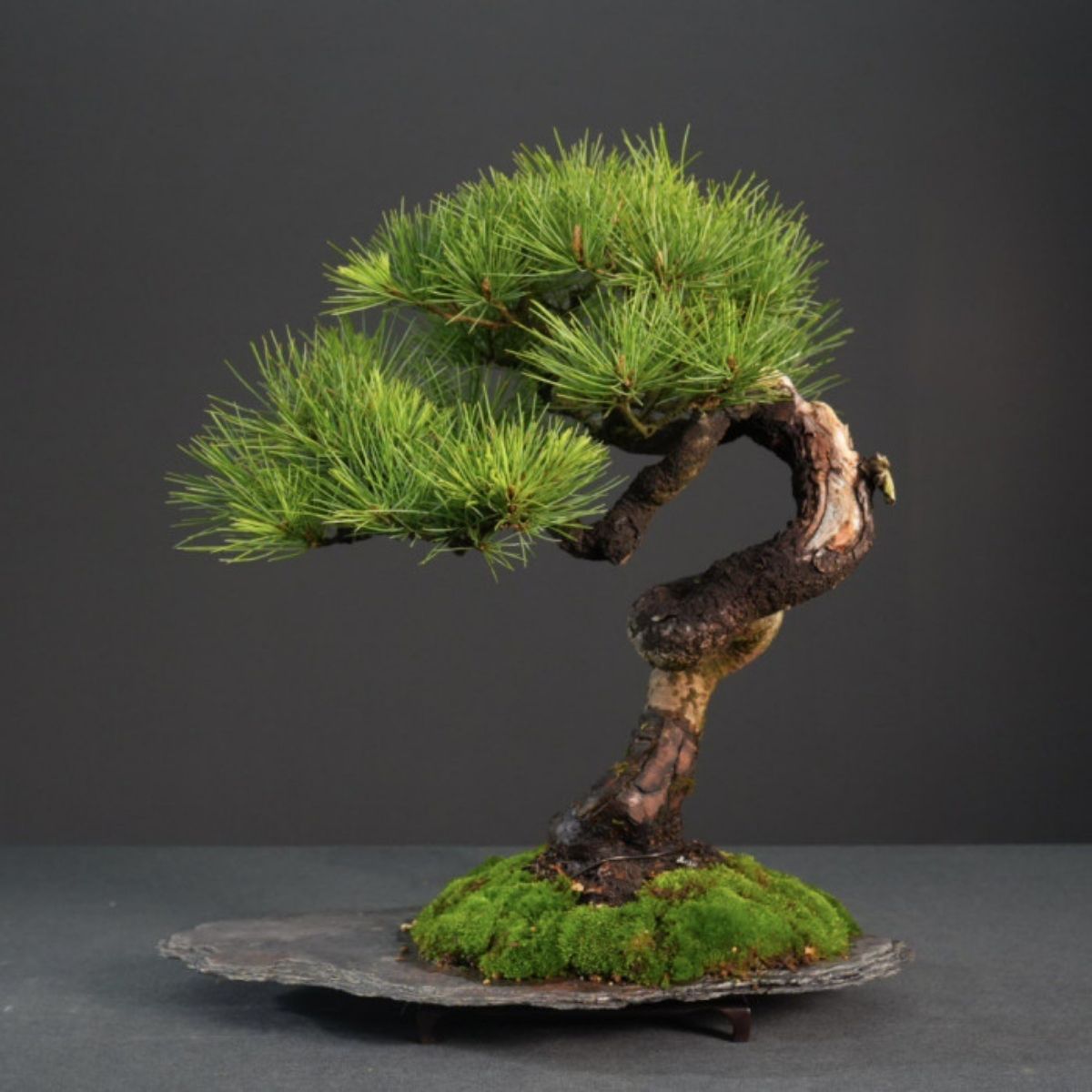 custom-taiwan-pine-gift-
