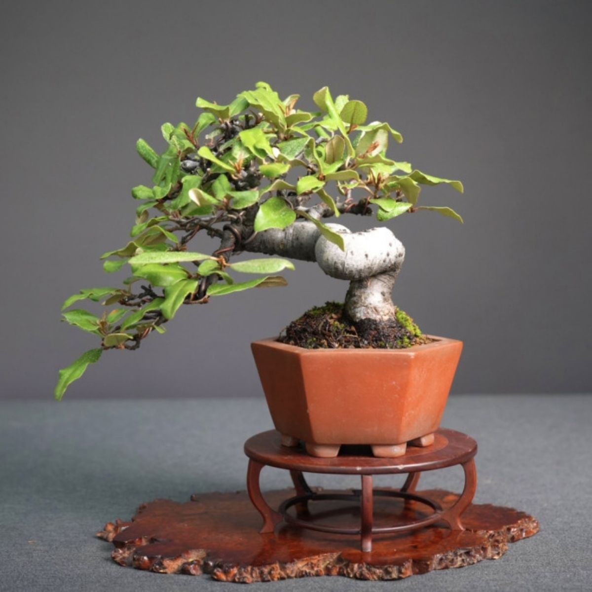 日本寒茱萸(Elaeagnus) 小品盆栽｜霧面金葉、現帶花苞、紅泥六角名盆