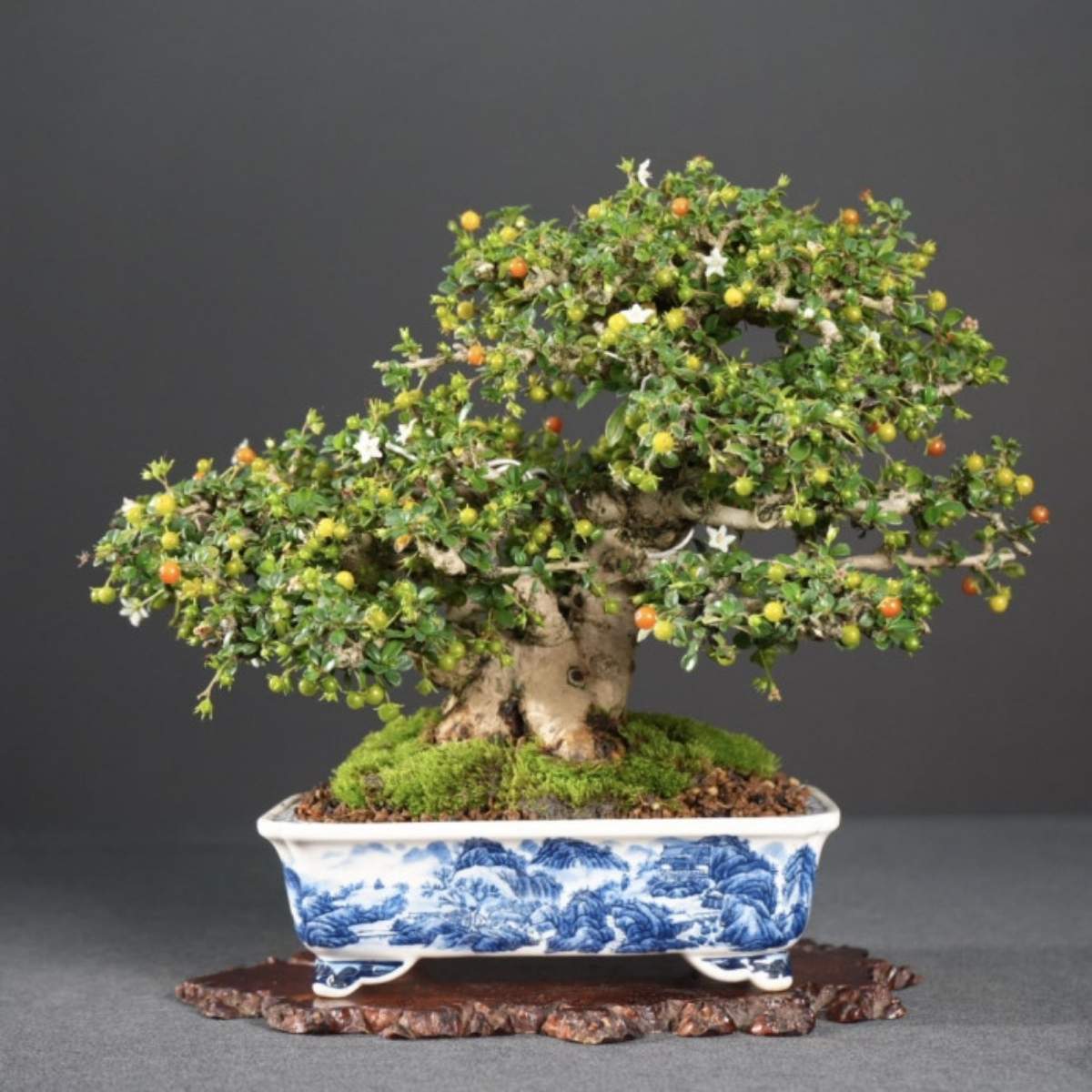 細葉福建茶盆栽｜四季觀花賞果、老度幹身、青花山水盆- 產品介紹- 華園盆栽
