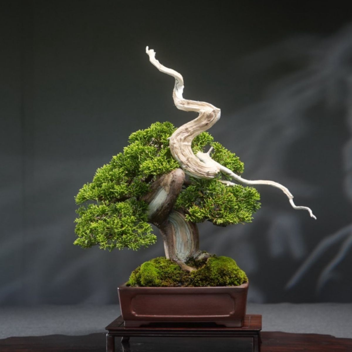 日本系魚川真柏(Itoigawa Shimpaku) 小品盆栽｜天神舍利、職人志華創作