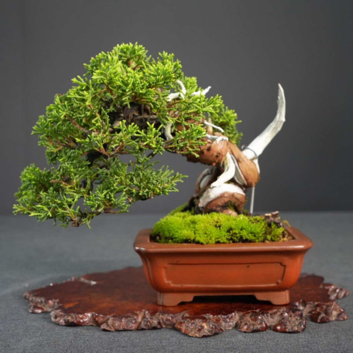 系魚川真柏盆栽｜震撼矮霸迷你品、神枝舍利水線扭轉、高端茶席收藏精品
