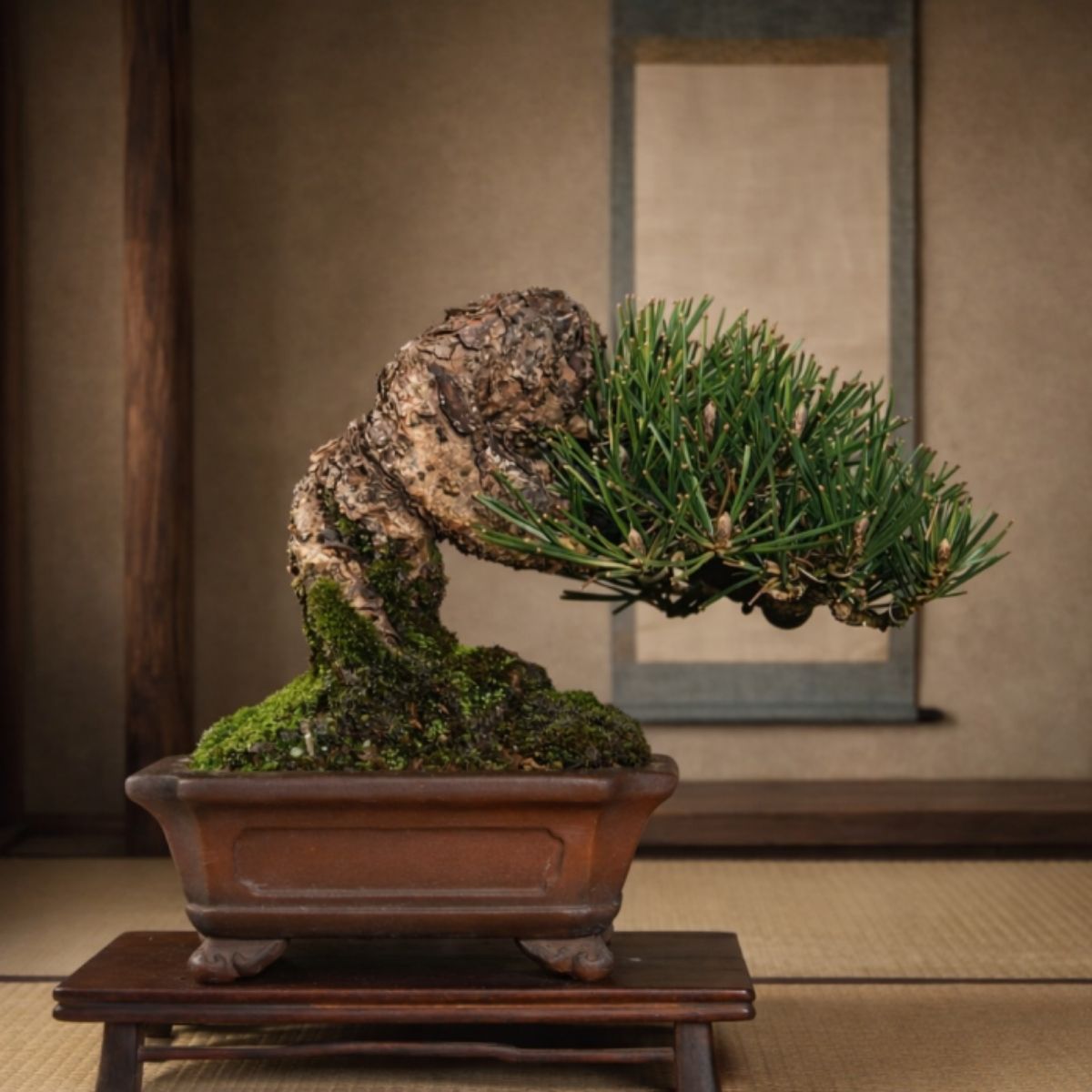 japanese-black-pine-arakawa-