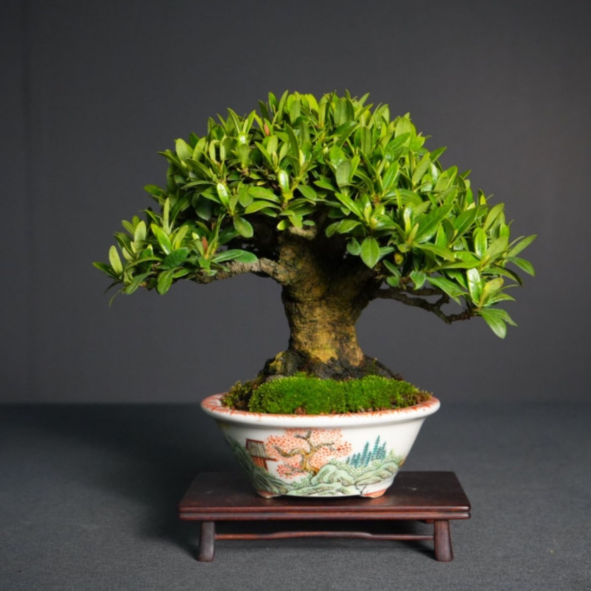 red-ixora-blooming-bonsai-