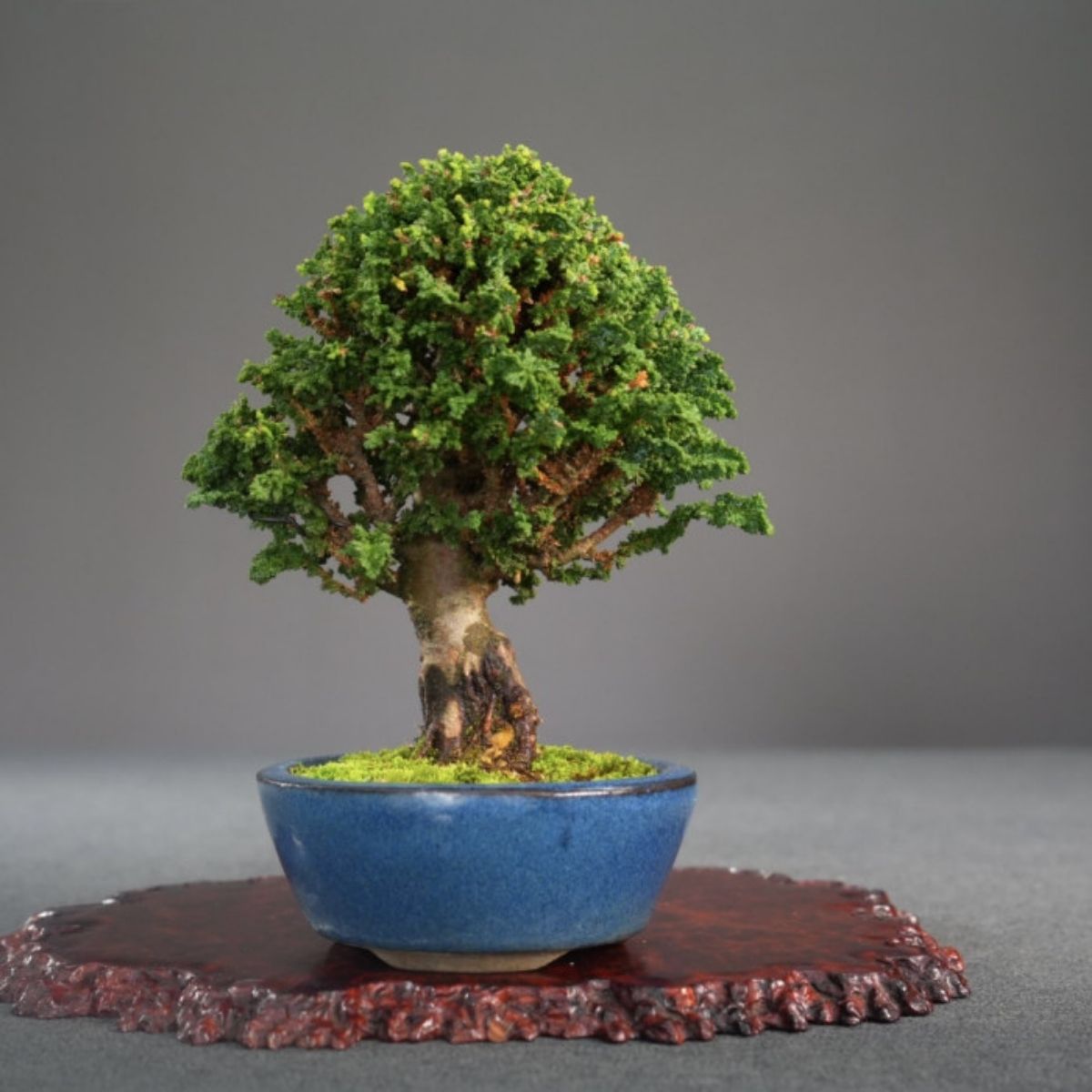 sekkakai-hinoki-cypress-bonsai