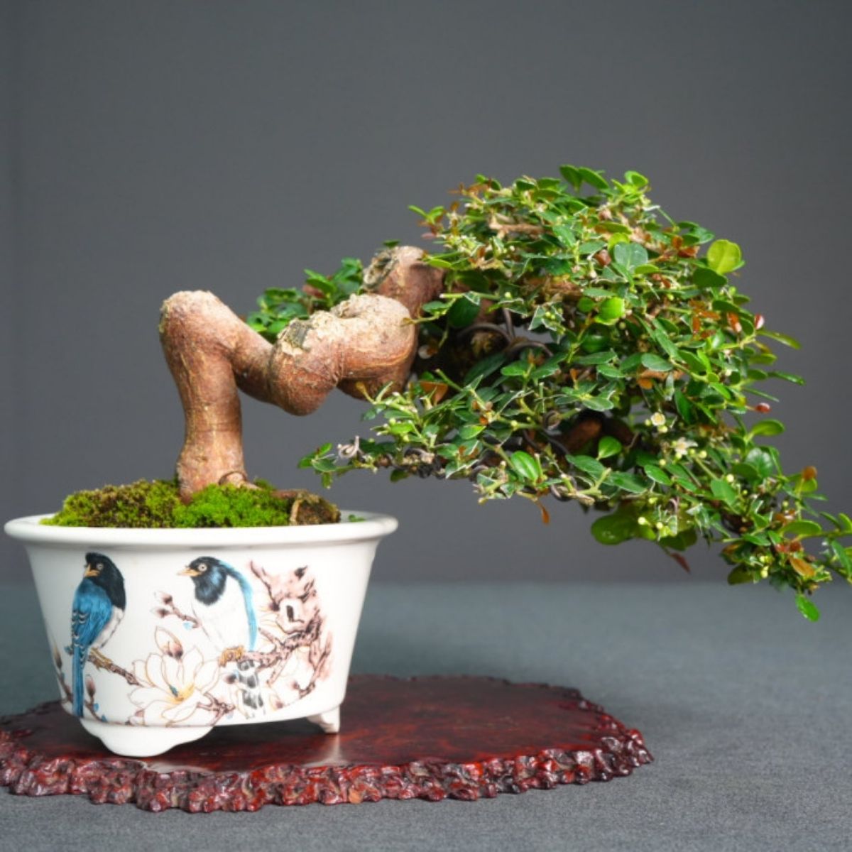 海刺柑(Severinia buxifolia) 小品盆栽｜台灣原生種、耐陰好養、花香果