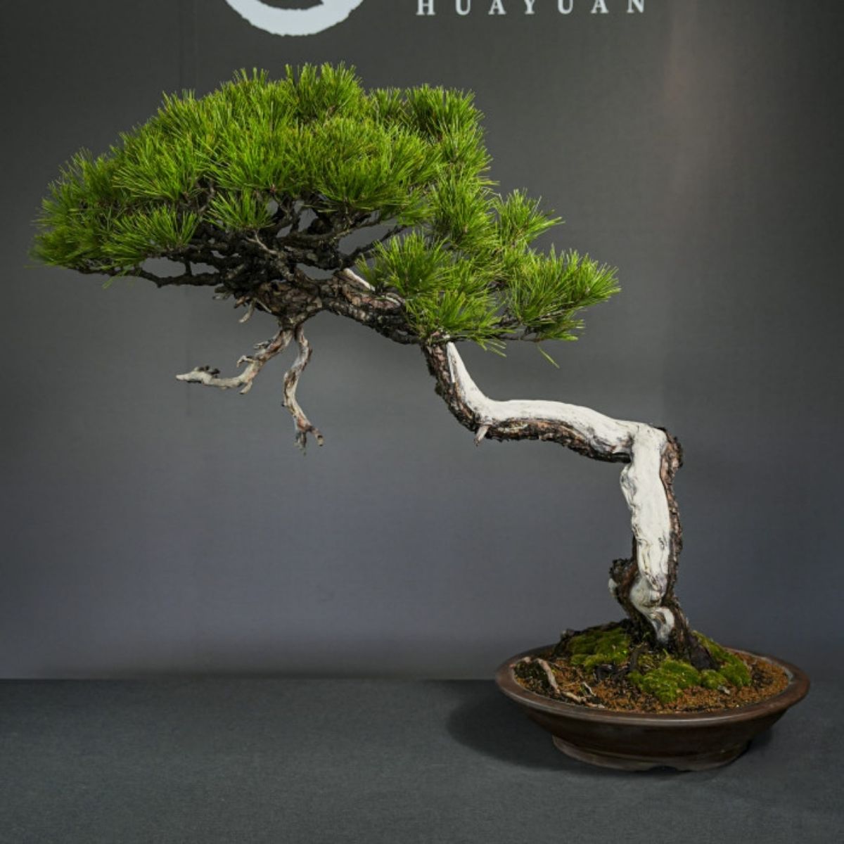 vip-custom-akamatsu-red-pine-