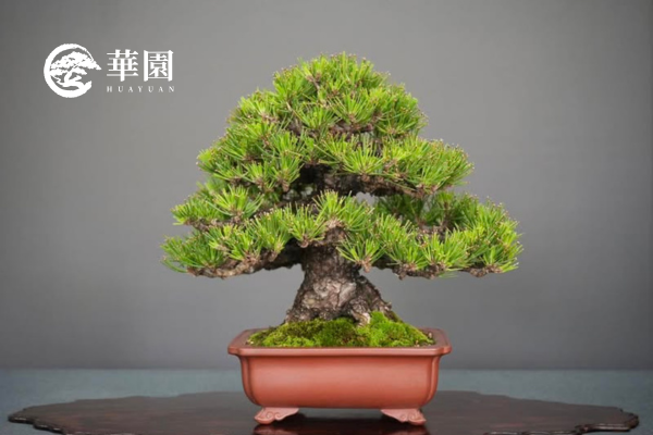 黑松 黑松