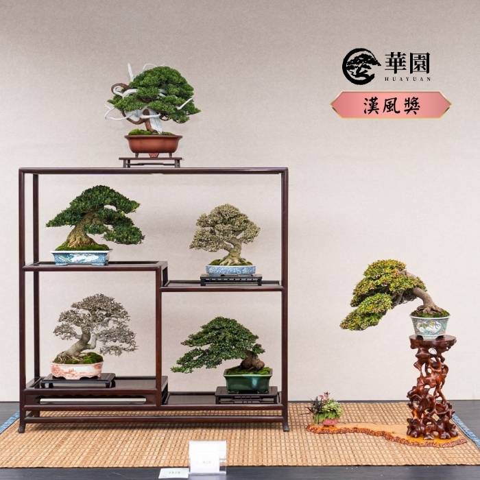 盆栽漢風獎作品 華園盆栽榮獲漢風獎的得獎作品照片。