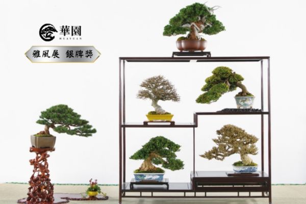 雅風展銀牌獎作品 華園盆栽榮獲雅風展銀牌獎的得獎作品照片。