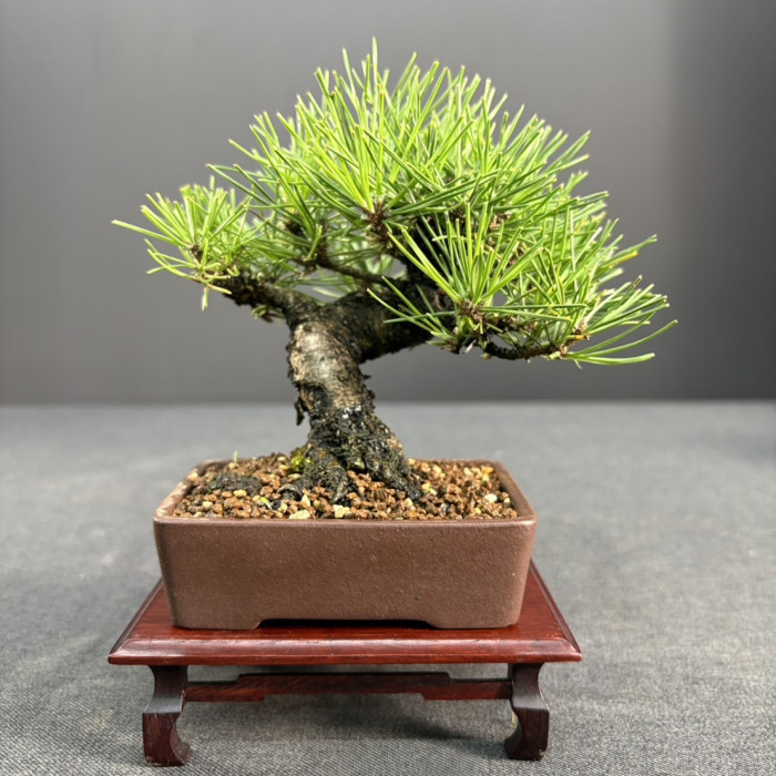 黑松