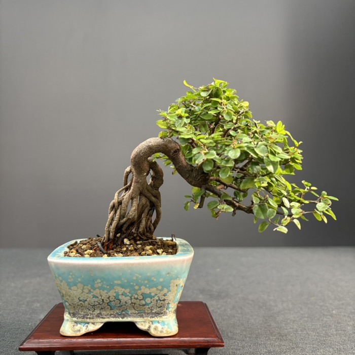 雀梅