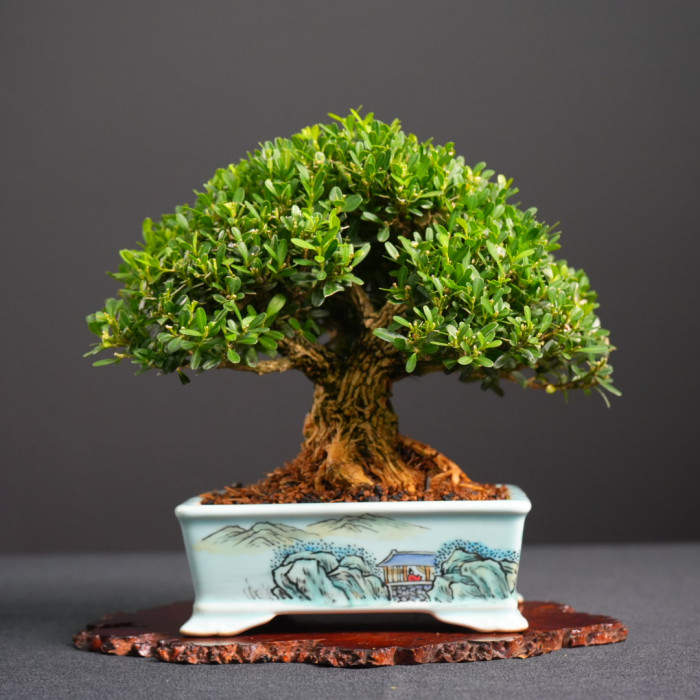 雀舌黃楊 Buxus bodinieri (Sold Out)