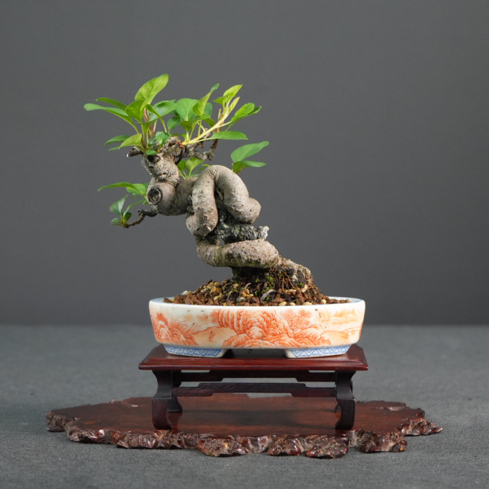 深山海棠-華園訂製山水手繪盆（Sold Out)