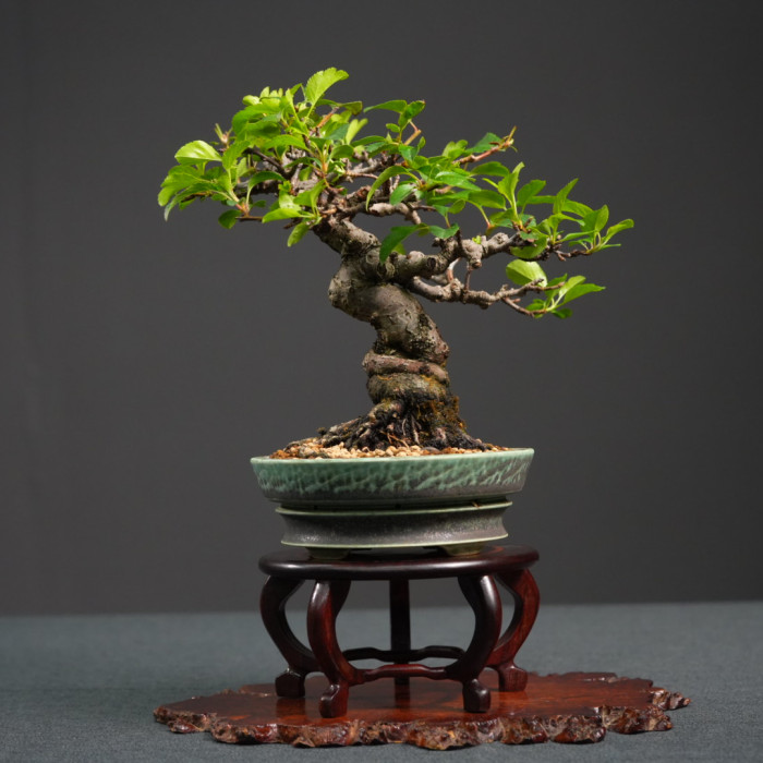 日本海棠 Malus spectabilis