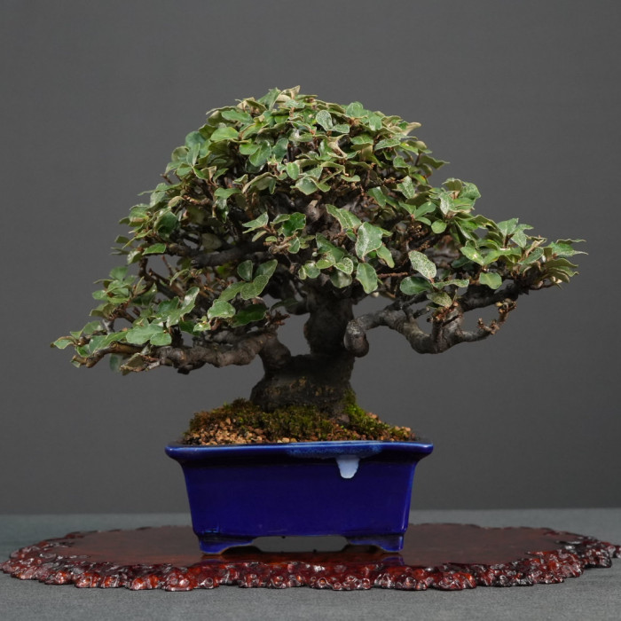 日本早期進口寒茱萸｜日本里美盆｜頭緒6.3cm、新芽呈現霧面金