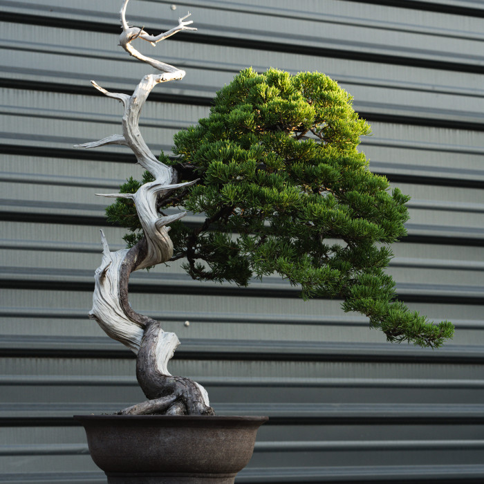 台灣真柏 Juniperus chinensis