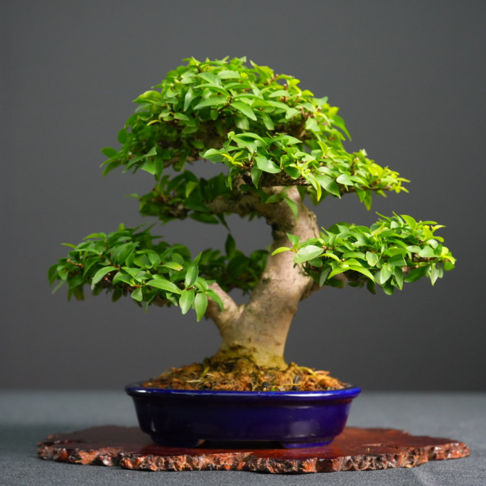 細葉香水梅Wrightia religiosa (Sold Out)