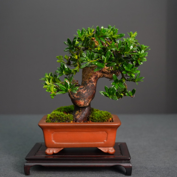 綠鑽羅漢松Podocarpus macrophyllus (Sold Out)
