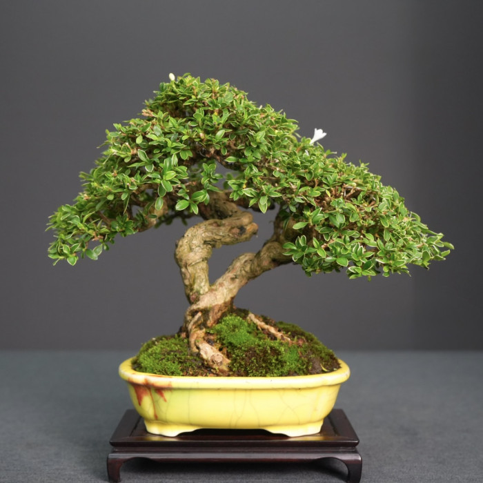 六月雪 Serissa japonica