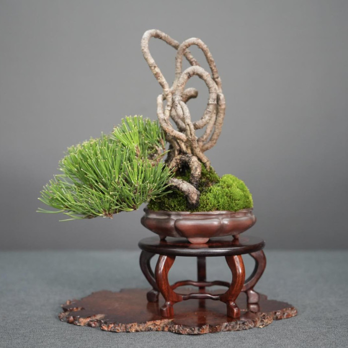 黑松 (已售出)