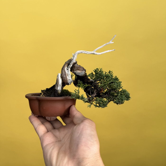 迷你品系魚川真柏