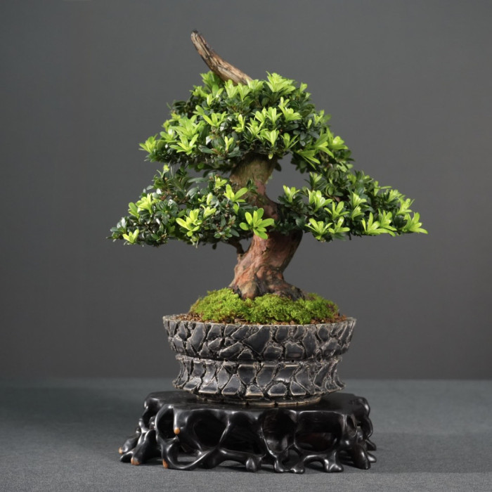 綠鑽羅漢松(陶藝家訂製盆)