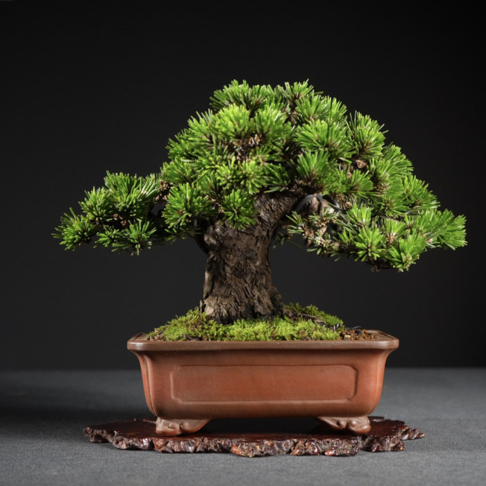 日本黑松(千壽丸)