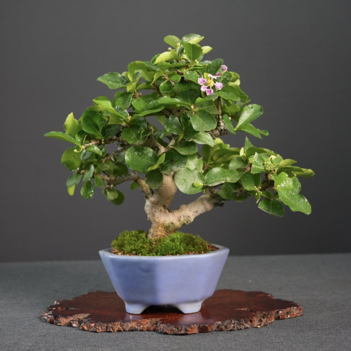 西印度櫻桃小品盆栽｜日本昭山天青藍釉盆、四季觀花賞果、新手友善精品