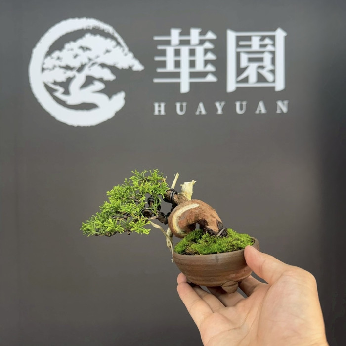 日本系魚川真柏掌上盆栽｜極致矮霸迷你品、震撼迴旋粗幹、白骨神枝紫砂盆精品