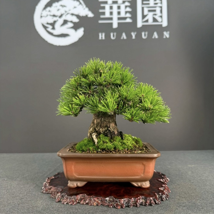 日本千壽丸黑松盆栽｜展覽級超級矮霸、6cm巨幅荒皮頭緒、極致短針松柏收藏精品