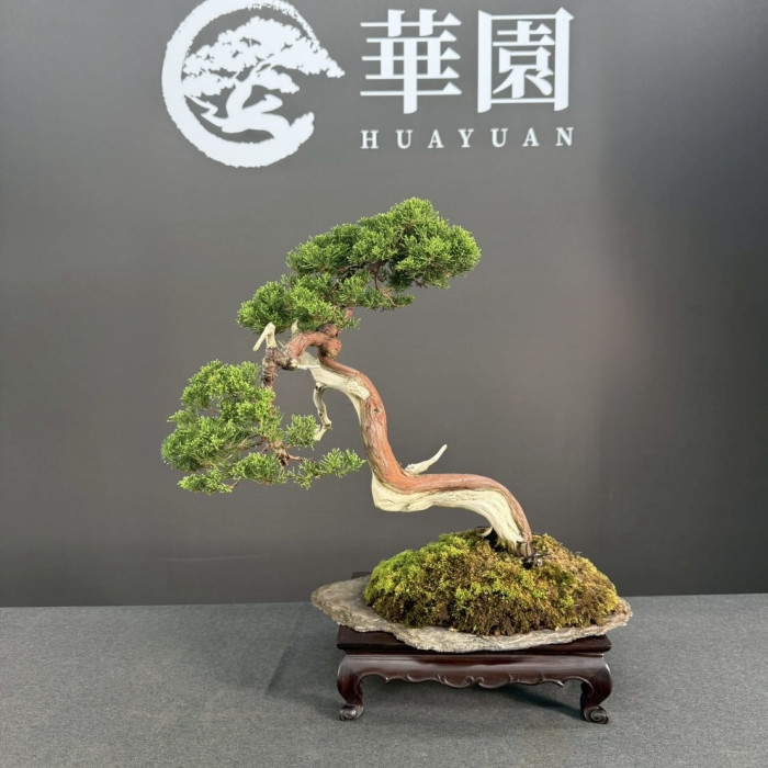 日本山採系魚川真柏盆栽｜天然鞍馬石片附石造景、驚艷文人懸崖樹型、傳世頂級松柏大作
